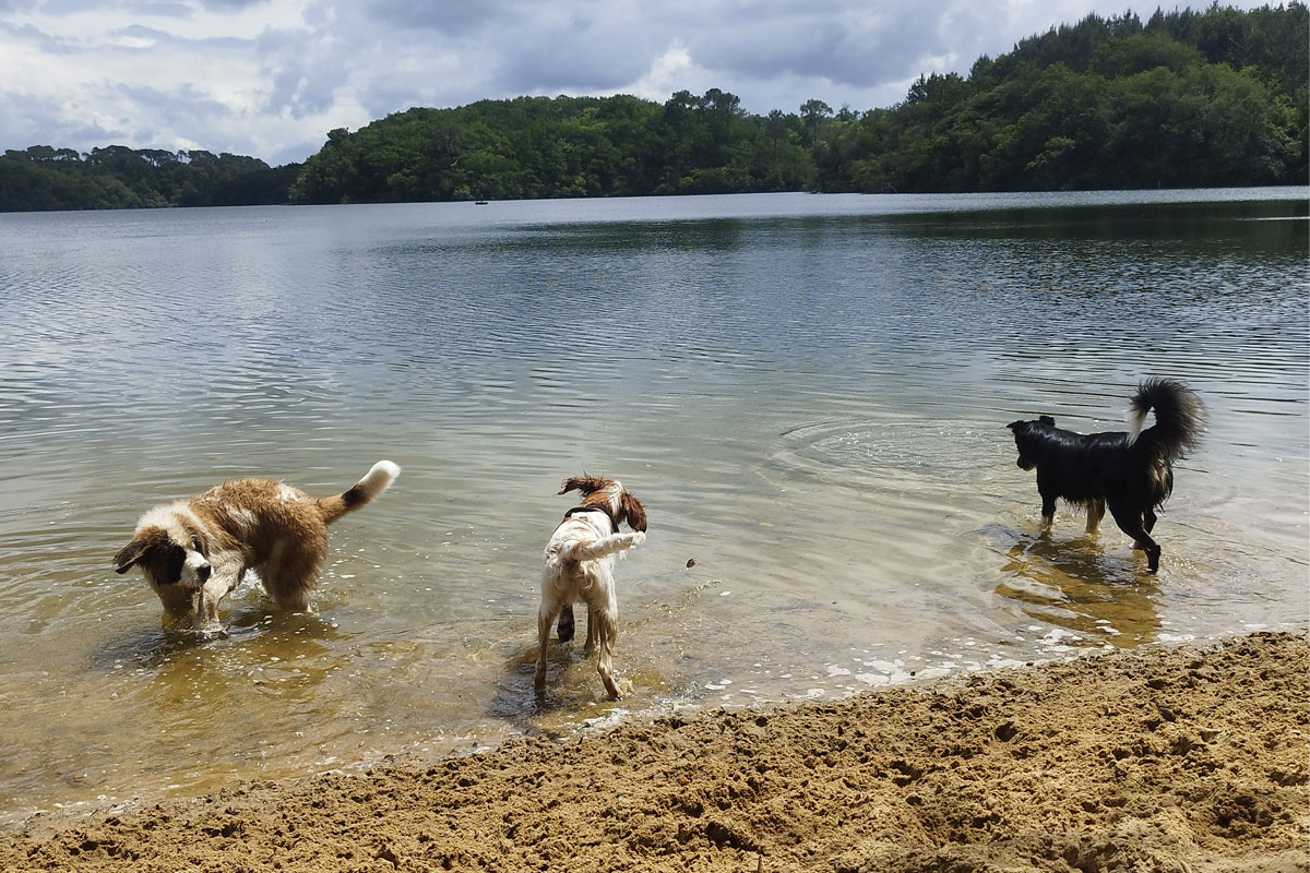 Promeneur de chien sur Tarnos