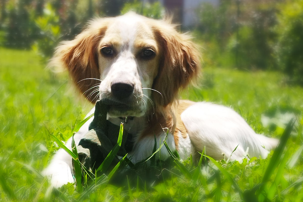 conseil éducation canine sud landes pays basque chiot la doggy company