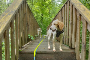 la doggy company mouguerre chien promenade pont bois