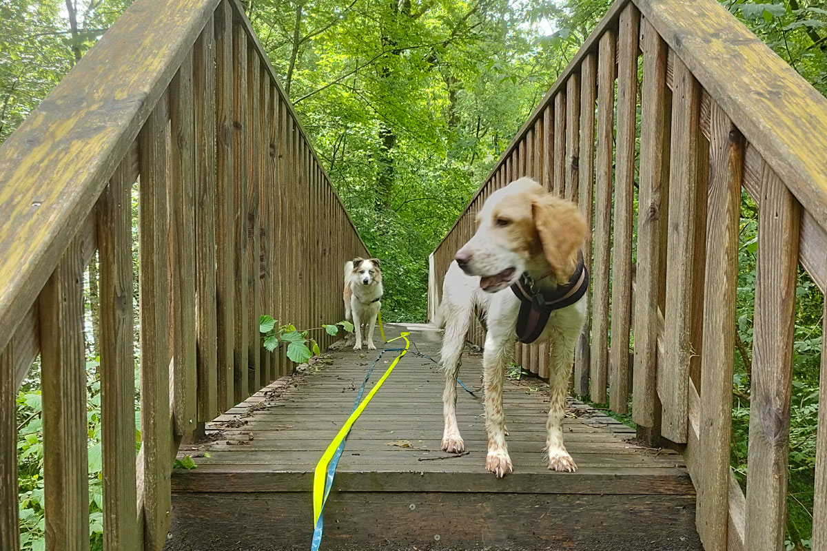 Promeneur de chien sur Labenne